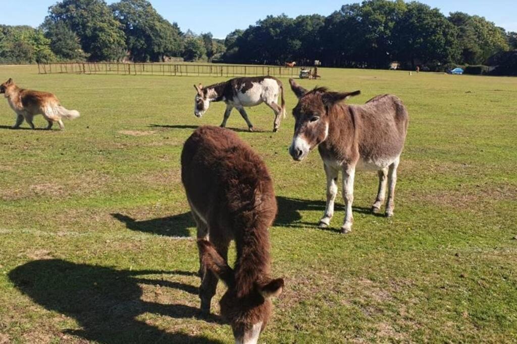 The Swish - New Forest Get Away Redlynch  Екстериор снимка